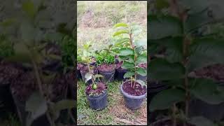 GOIABA TAILANDESA EM VASO agriculturabrasileira vidanaroça frutas [upl. by Alag]