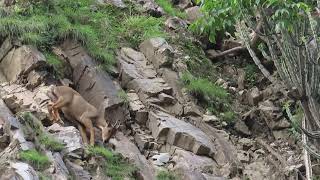 Mountain Goat Ghoralis the most sure footed of all goatsperfect balance in 80° slope [upl. by Atinob213]