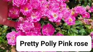 Pretty polly pink rose  Florida garden [upl. by Yeroc92]