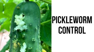 Pickleworm Control [upl. by Hertzfeld113]