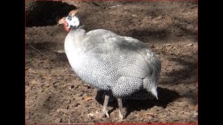 Gallina de Guinea HD [upl. by Akinirt]