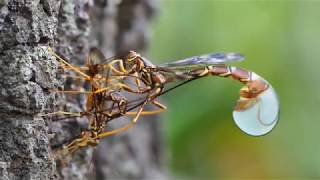 Giant ichneumon Megarhyssa macrurus ovipositing [upl. by Zondra700]