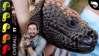 Gila Monster The Best Pet Lizard [upl. by Mahgem712]