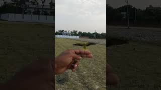 Indian ringneck parrot free flight training out door [upl. by Yahc]