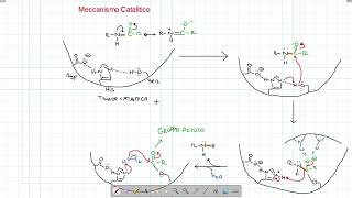 Biochimica  SerinProteasi Meccanismo Catalitico [upl. by Hubie257]