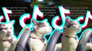 Cat Driving A Car Meme Funny TikTok Meme  TikTok Compilation [upl. by Basham170]