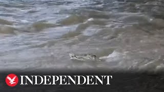 Crocodile lurks in creek as severe floods hit Australia [upl. by Ailefo]