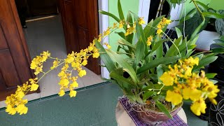 Anggrek Oncidium golden shower goldiana Subur di Lumut Hijau [upl. by Imer]