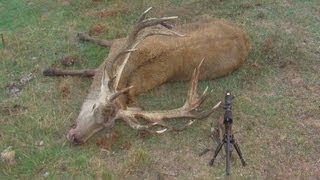 Hunting trophy Red stag with 7mm Rem Mag in the roar in New Zealand part 4 [upl. by Nylrebmik]