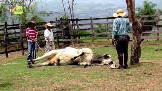 Técnicas de Derribamiento de Animales Parte 2  TvAgro por Juan Gonzalo Angel [upl. by Asaeret]