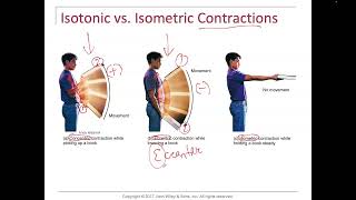 Concentric eccentric isometric origin insertion agonist antagonist synergist [upl. by Ytok]