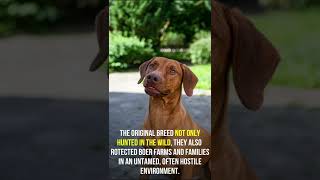 Fun facts about Rhodesian Ridgeback [upl. by Gian]