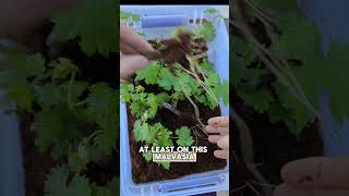 100 rooted after 6 weeks  malvasia grapevine propagation  single node cuttings [upl. by Itnava]