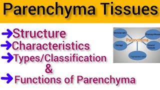 Parenchyma Tissue Structure and Functions  Parenchyma Types [upl. by Barboza935]