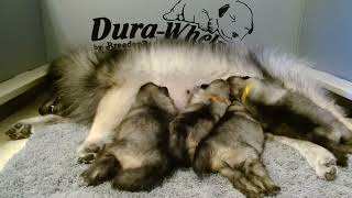 Keeshond Puppies [upl. by Nirel313]