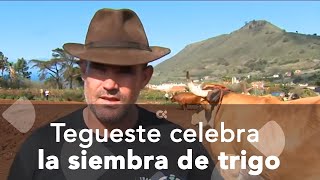 Tegueste celebra su tradicional siembra de trigo [upl. by Trinette]