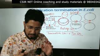 DNA replication termination in prokaryotes [upl. by Dorkas754]