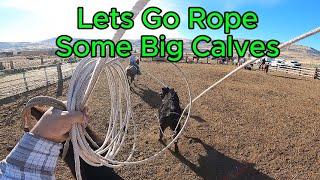 Lets Go Rope Some Big Calves [upl. by Ylla284]