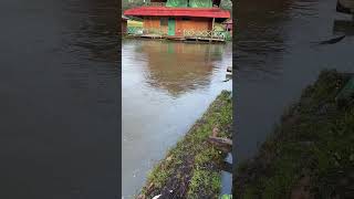 Huge black caiman swimming at Pirarucu lodge in Brazil [upl. by Brunhilde]