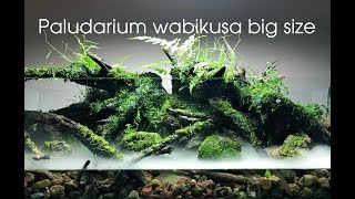 How make paludarium aquaterrarium wabikusa big size  Bể bán cạn rêu xanh và lũa  Ho Minh [upl. by Eilatam]