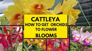 How I get Cattleya orchids to bloom special feature with fun facts [upl. by Ogg]