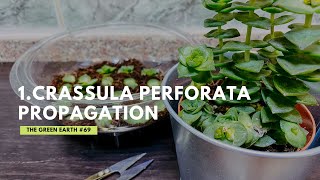 Crassula Perforata or Crassula Perfossa Propagation  Gardening at Home [upl. by Devaney1]