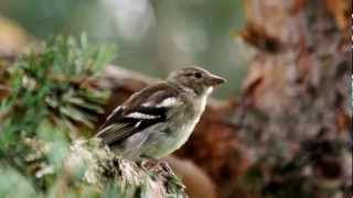 Chaffinch Fringilla Coelebs ♀  Buchfink 01 [upl. by Ileyan309]