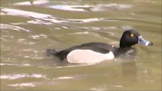 Ringnecked Duck [upl. by Leahcin235]