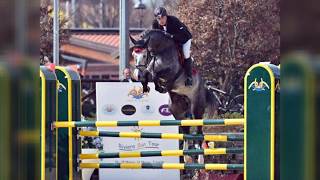 Casalo 8y old Holsteiner stallion Casall x Calato [upl. by Cyndy]