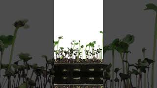 Time lapse of germinating microgreens mixed seeds [upl. by Silma]