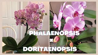 🟣PHALAENOPSIS ×DORITAENOPSIS🌺🌺👆🏽 [upl. by Etem]