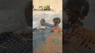 Shaheen ke sath murgi khana kha rahi hai shortvideo shortvideo shortvideotrending [upl. by Syck]