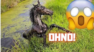 Horse in the ditch What happened Belles ditch adventure😱 Friesian Horses [upl. by Analise]