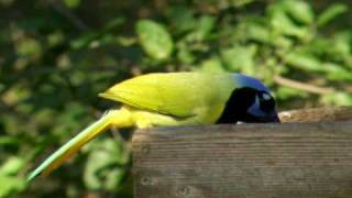 Green Jay [upl. by Amer]