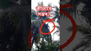 বানরের মতো কীভাবে গাছে উঠে দেখুন।mdzahiradil tree amazingthings 2024 november shorts [upl. by Adaner]