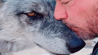 Man rescues wolf Now theyre obsessed with each other [upl. by Yeorgi]