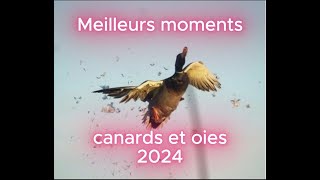 Meilleurs Moments de Chasse aux Canards et Oies 2024  Best Duck and Goose Hunting Moments [upl. by Calypso]