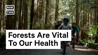 How Deforestation Impacts Public Health [upl. by Annaitat115]