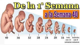 👶 EMBARAZO SEMANA A SEMANA 🤰 Desarrollo Fetal Desde la Semana 1 a la 40 en el Vientre Materno ❤️ [upl. by Oibesue930]