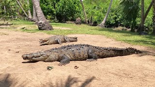 La Ventanilla Oaxaca México 🐊 [upl. by Rehtul]