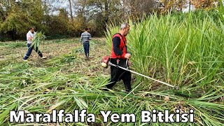 ARTIK BEDAVA HAYVAN BAKMAK MÜMKÜNMARALFALFA BİÇİMİ [upl. by Castora581]