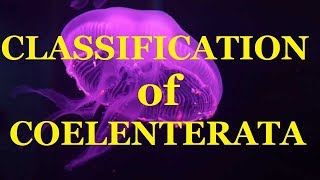 Classification of Coelenterata Phylum Cnidaria Hydrozoa Scyphozoa Anthozoa NCERT BIOLOGY [upl. by Sarilda]