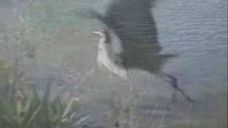 Birds of Navarre Beach [upl. by Rosina]