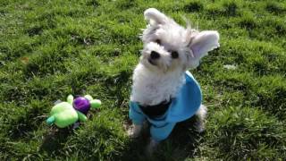 Morkie 101 Is the Morkie Dog Breed Right for You [upl. by Whallon]