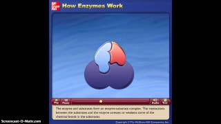 How Enzymes Work Animation [upl. by Ssew]