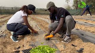 Repiquage du piment par les techniques agricoles modernes pour rentabiliser sa production [upl. by Omero]