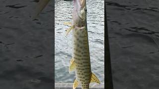 Two Susquehanna Muskies Same Day susquehannariver muskyfishing jetboat [upl. by Kenaz613]