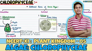 Plant Kingdom Lec 5 Algae Chlorophyceae Class 11 NEET Neetology [upl. by Kimmi994]