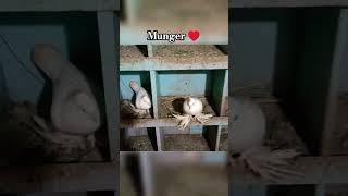 ♥️♥️munger highflyer pigeon kabootar trandingyoutubeshorts viralvideoshorts like suscribe [upl. by Kiki]