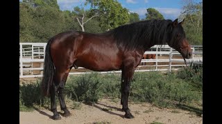 Beautiful PRE stallion for dressage [upl. by Theresina442]